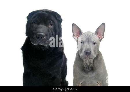 Beau vieux chien de race Shar Pei noir et bleu mignon chiot grand Spitz isolé sur fond blanc. Copier l'espace. Banque D'Images