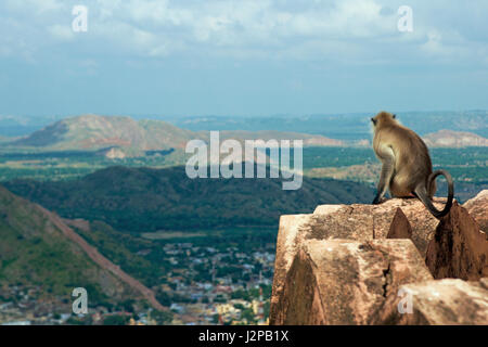 Singe cette langueur qui donne sur les remparts du fort d'Amber de Jaigarh fort dans la banlieue de Jaipur au Rajasthan, Inde. Banque D'Images