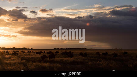 Un petit troupeau de gnous dans les hautes herbes photographié au coucher du soleil à Liuwa Plain National Park, Zambie Banque D'Images