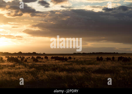 Un petit troupeau de gnous dans les hautes herbes photographié au coucher du soleil à Liuwa Plain National Park, Zambie Banque D'Images