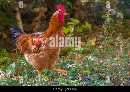 Un poulet Rhode Island Red horizons près du bord d'une forêt. Banque D'Images