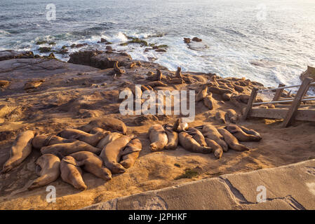 Un groupe de phoques allongés sur le littoral. La Jolla, Californie, USA. Banque D'Images