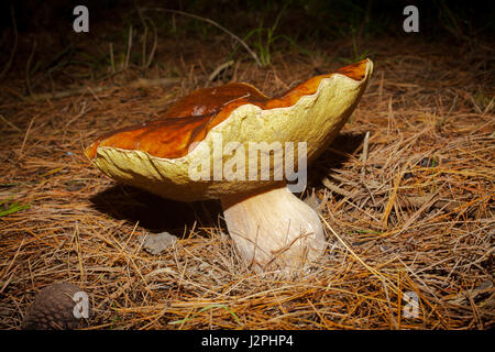 Un monstre Bolet (Boletus edulis : aka Cèpes). Il pèse 1,2 kgs et mesure 28cms à travers la PAC. Une vraie beauté, et exempts de bogues. Banque D'Images