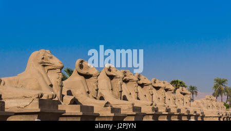 Avenue de sphinx à Louxor. Amun temple de Louxor. L'Égypte Banque D'Images