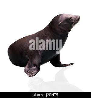 Le lion de mer. Le joint. Sea Lion isolated on white Banque D'Images