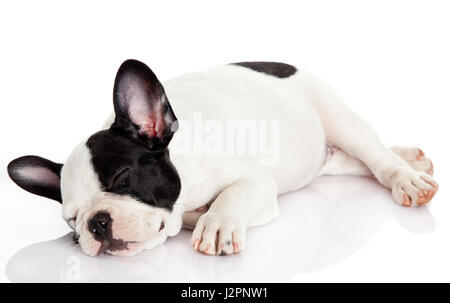 Bouledogue français chiot dormir. Banque D'Images