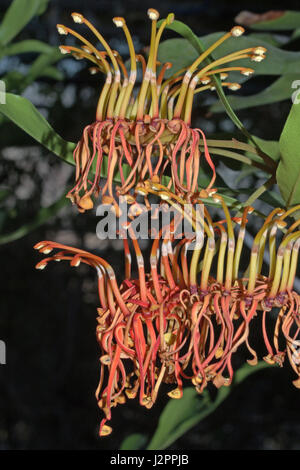 Stenocarpus sinuatus Banque D'Images