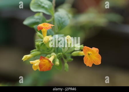 Streptosolen jamesonii Banque D'Images