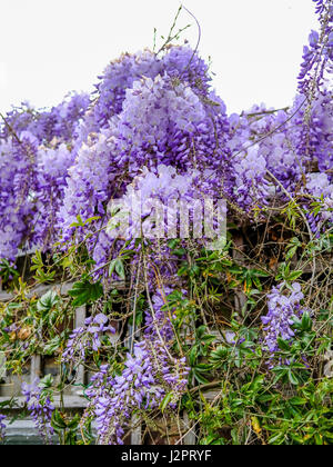 Croissance et la floraison de la glycine à profusion sur un toit