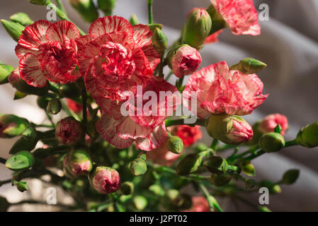 Oeillet rose fleurs dans vase en verre Banque D'Images