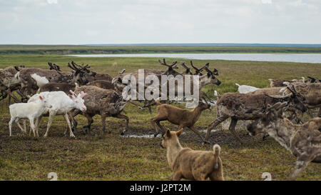 Un troupeau de chevreuils balaye rapidement les marais. La péninsule de Yamal. L'heure d'été. Banque D'Images