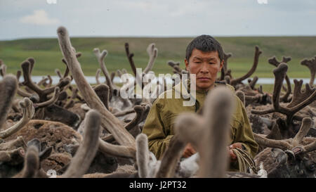 Choisissez les pasteurs du troupeau de cerfs dans le paddock. La péninsule de Yamal. L'heure d'été. Banque D'Images