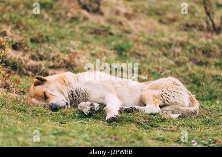 Chien de Berger d'Asie centrale en plein air à dormir dans les montagnes du Caucase. Alabai - une ancienne race de la régions de l'Asie centrale. Utilisé en tant que pasteurs, un Banque D'Images