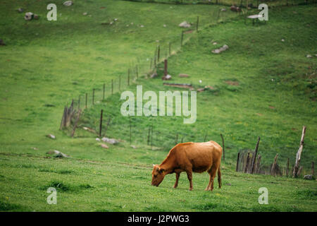 Vache Mange de l'herbe de pâturage au printemps. Le pâturage des vaches sur une pente de montagne verte au printemps dans les montagnes de la Géorgie. Banque D'Images