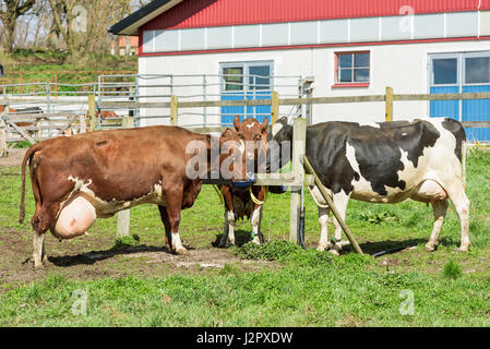 Trois vaches laitières à un poste d'eau potable. Étable moderne et d'une clôture en arrière-plan. Banque D'Images