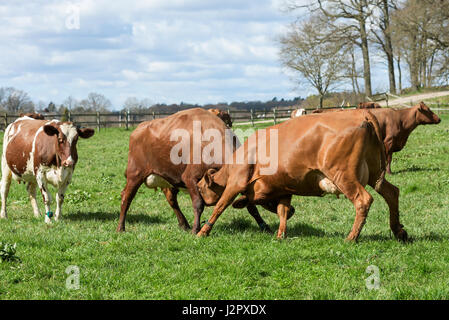 Deux brunes les vaches laitières ont un bras ou peu de lutte sur leur premier jour de printemps depuis un long hiver à l'intérieur. Banque D'Images