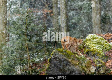 Beaux Lynx Boréal (Lynx lynx) décrit la recherche de nourriture dans un décor forestier forestiers au milieu de l'hiver. Banque D'Images