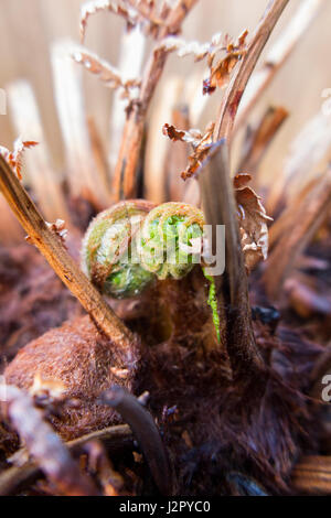 La croissance de nouvelles pousses / / fronde frondes au printemps sur un Treefern Tasmanie / fougère arborescente - Dicksonia antarctica - qui ont été recueillis à partir de la Tasmanie. L'Australie. Banque D'Images