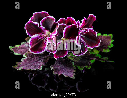 Le rouge et le vert feuille d'ortie avec fleur de géranium pourpre velours isolé sur fond noir, Royal Pelargonium, Close up Banque D'Images