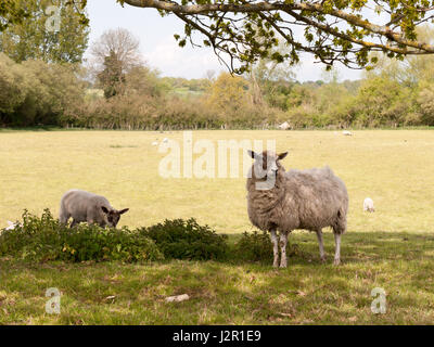 Une mère et son petit mouton agneau sous un arbre à l'ombre et manger l'herbe et de fleurs Banque D'Images