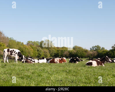 Les vaches de différentes couleurs, noir, marron et blanc au repos paissant dans un champ à l'extérieur par une journée ensoleillée Banque D'Images