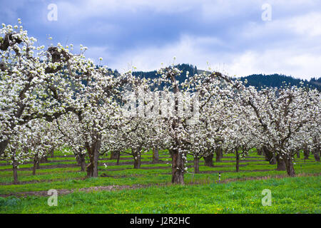 Verger au printemps de profuse active arbres en fleurs qui semblait vêtu d'une robe blanche de la mariée. Arbres plantés en rangées, Hood River Banque D'Images