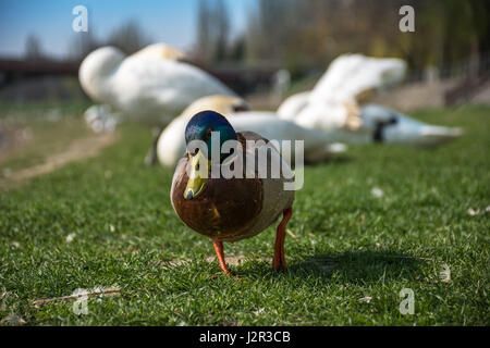 Canard colvert marche sur la rive avec des cygnes dans le fond Banque D'Images