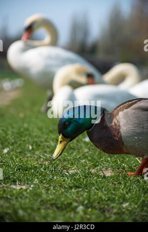 Canard colvert marche sur la rive avec des cygnes dans le fond Banque D'Images