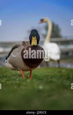 Canard colvert marche sur la rive avec des cygnes dans le fond Banque D'Images