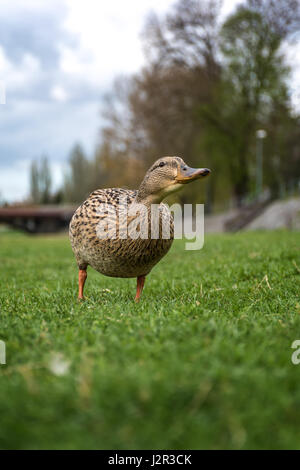 Frmale stying de canards sur la rivière près de la rivière Banque D'Images