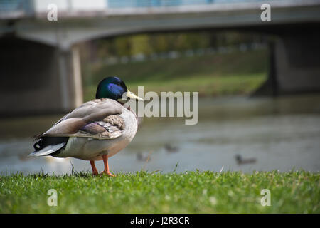 Canard colvert stying sur la rive près de la rivière Banque D'Images