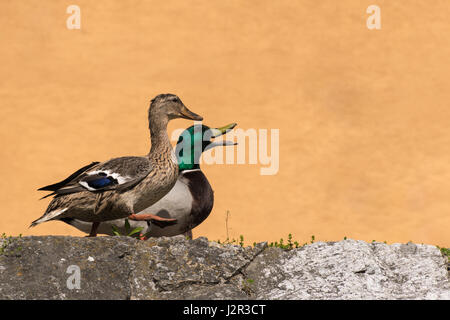 Couple de canards marche sur la rive près de la rivière Banque D'Images