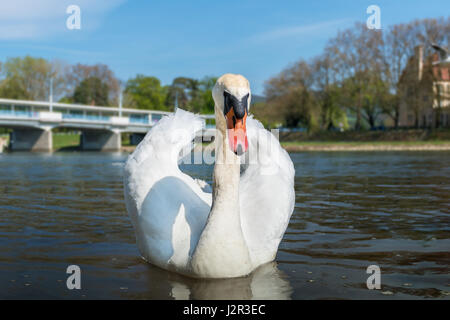 White Swan pacifiques (dreak) flottant sur la rivière Banque D'Images