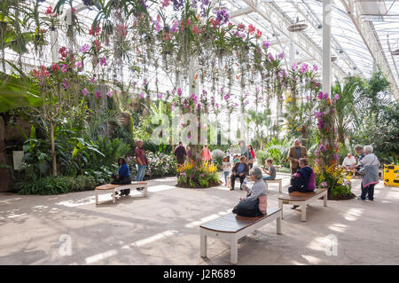 L'intérieur de la Serre orchidées suspendues à la Royal Horticultural Society's garden à Wisley, Wisley, Surrey, Angleterre, Royaume-Uni Banque D'Images