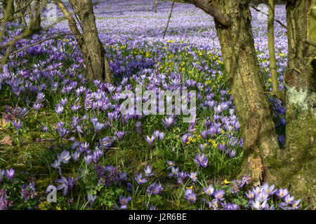 Close up of wild crocus (Krokus, le crocus napolitanus) dans le jardin du palais à Husum en Schleswig-Holstein, Allemagne Banque D'Images