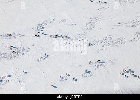 Brouter des rennes dans la toundra autour d'une yourte nomade à côté du cercle polaire à une froide journée d'hiver. Banque D'Images