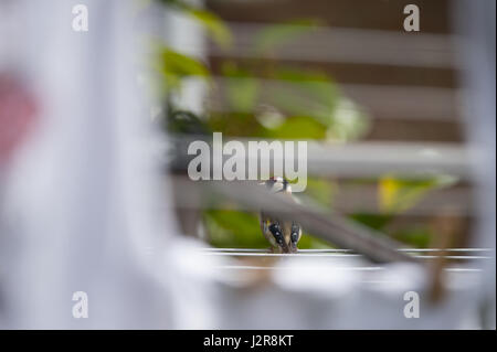 Chardonneret, Carduelis carduelis, sur la ligne de lavage rotatif dans le jardin intérieur, Angleterre, Royaume-Uni Banque D'Images