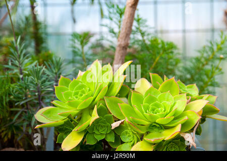 Echeveria est une espèce de plantes à fleurs de la famille de Crassulacées, originaire de zones semi-désertiques de l'Amérique centrale, Mexique Banque D'Images