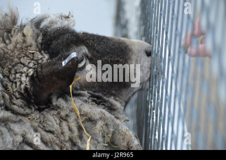 Les moutons nourris à la ferme Banque D'Images