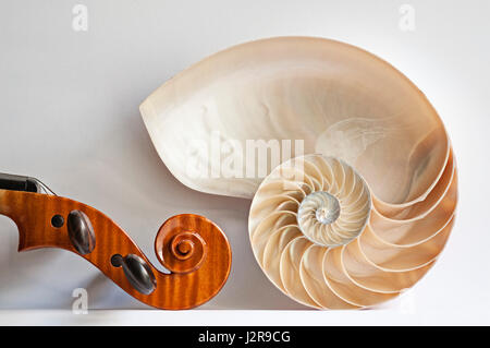 Violon violon alto et défilement sectioned Nautilus shell, focus-stacked image à l'aide de fenêtre donnant la lumière naturelle de subtiles ombres sur fond clair. Banque D'Images