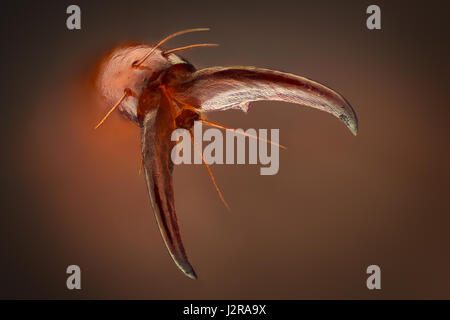 Grossissement extrême - Amphimallon caucasicum beetle claw Banque D'Images