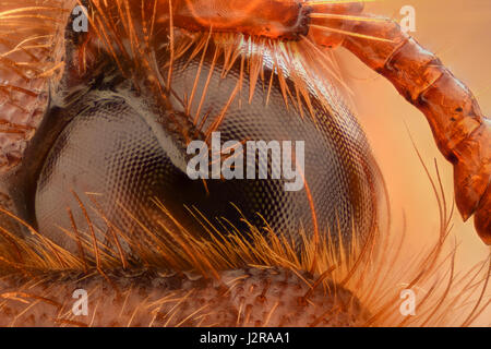 Grossissement extrême - Amphimallon caucasicum beetle Banque D'Images