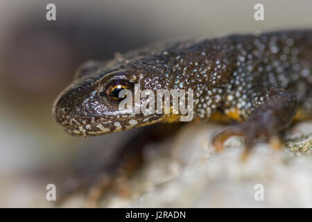 Triturus dobrogicus,le triton crêté du Danube Banque D'Images