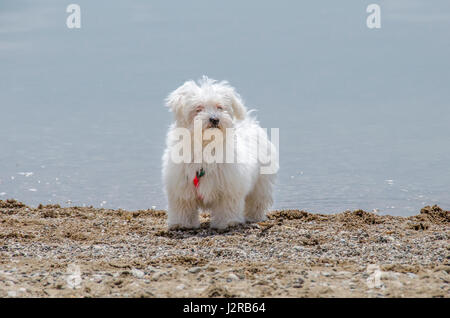 Fluffy mignon chien sur beach - chiot Maltais Banque D'Images
