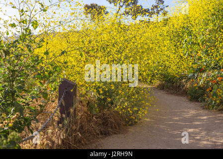 Les fleurs sauvages le long d'un sentier de randonnée côtière photographié sur un matin de printemps. La Jolla, Californie, USA. Banque D'Images