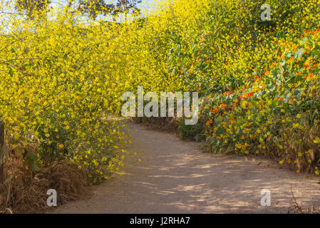 Les fleurs sauvages le long d'un sentier de randonnée côtière photographié sur un matin de printemps. La Jolla, Californie, USA. Banque D'Images