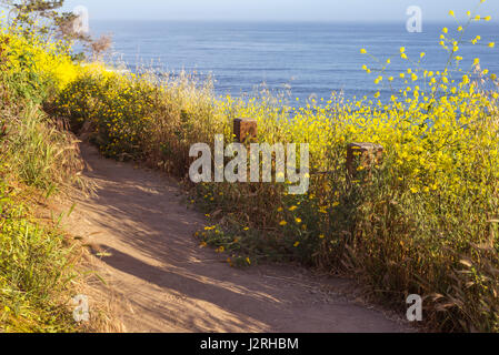 Les fleurs sauvages le long d'un sentier de randonnée côtière photographié sur un matin de printemps. La Jolla, Californie, USA. Banque D'Images