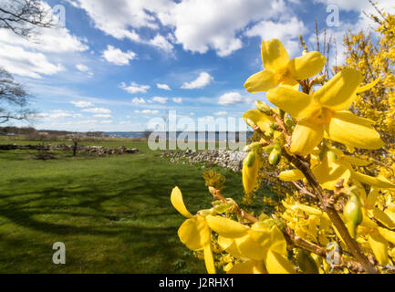 Fleurs de forsythia devant avec de l'herbe bien verte et ciel bleu avec des nuages blancs. Avril, le printemps à Jomfruland, Norvège Banque D'Images