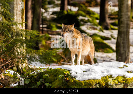 Belle adulte seul loup gris (Canis lupus) mâle alpha décrit l'affectation d'un air menaçant d'un point de vue dans la forêt couverte de neige au milieu de l'hiver. Banque D'Images