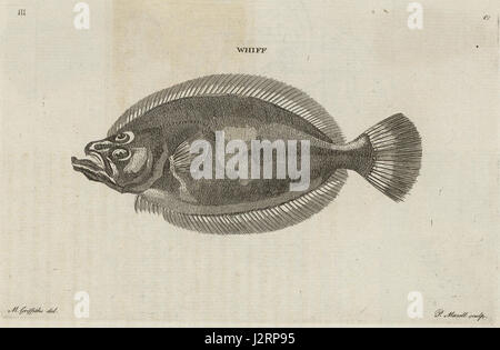 Whiff (Lepidorhombus whiffiagonis). Image tirée d'un ensemble de 8 volumes extra-illustrés d'Une tournée au pays de Galles de Thomas Pennant (1726-1798) qui relate les trois voyages qu'il a effectués à travers le pays de Galles entre 1773 et 1776. Ces volumes sont uniques parce qu'ils ont été compilés pour la propre bibliothèque de Pennant à Downing. Cette édition a été produite en 1781. Les volumes comprennent un certain nombre de dessins originaux de Moses Griffiths, Ingleby et d'autres artistes bien connus de l'époque. Thomas Pennant (1726-1798) Banque D'Images